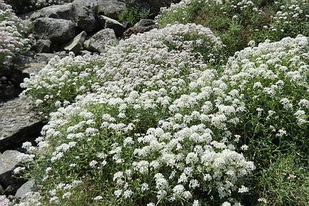 Alyssum spinosum