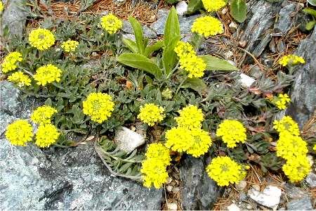 Alyssum wulfenianum