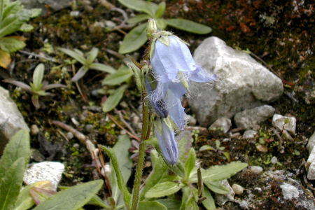 Campanula barbata