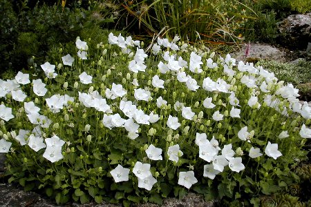 Campanula carpatica 'Weiße Clips'