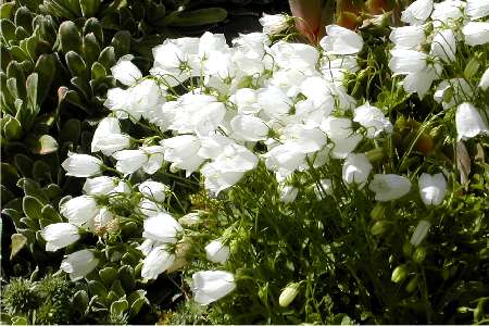 Campanula cochleariifolia alba