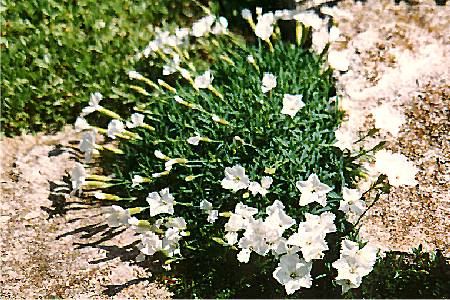 Inula ensifolia compacta