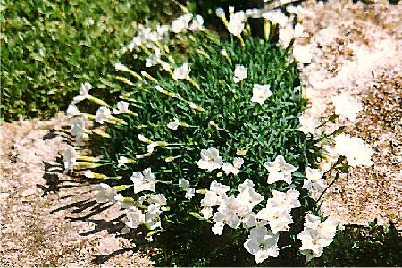 Dianthus grantianopolitanus 'La Bourbrille White'