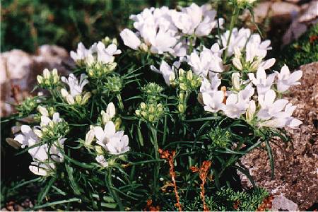 Edraianthus tenuifolius albus