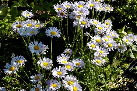 Erigeron alpinus