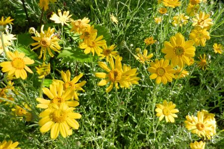 Eriophyllum lanatum