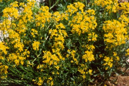 Erysimum rhaeticum syn. E. helveticum