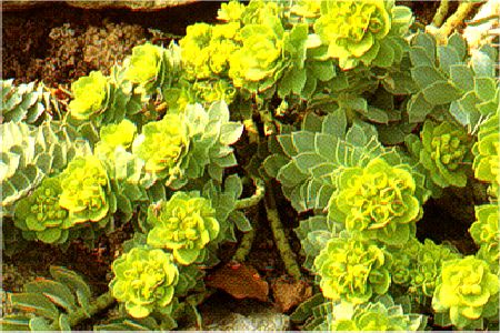 Euphorbia myrsinites