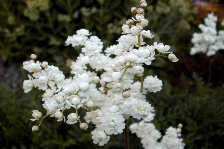 Filipendula vulgaris 'Plena'