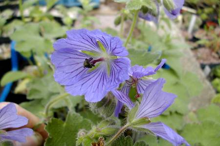 Geranium renardii 'Philippe Vapelle'