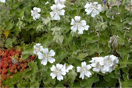 Geranium renardii