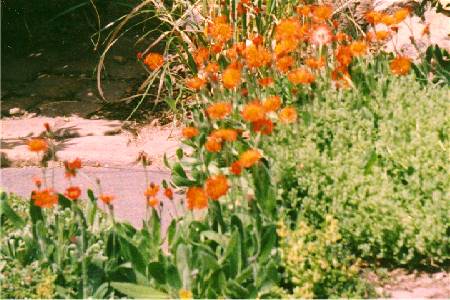 Hieracium aurantiacum