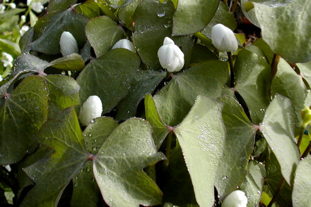 Jeffersonia diphylla
