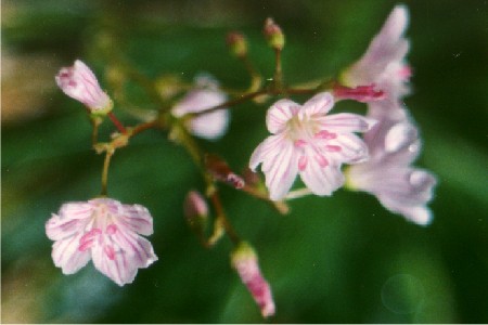 Campanula barbata