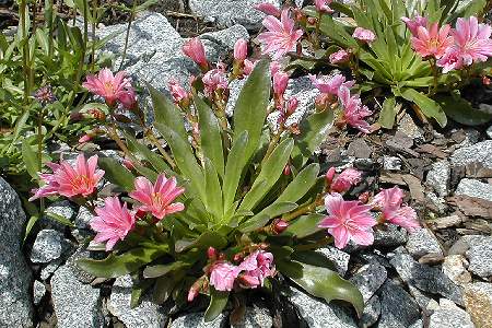 Centaurea simplicicaulis