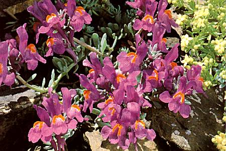 Linaria alpina