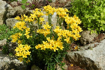 Centaurea simplicicaulis