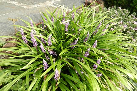 Liriope muscari 'Moneymaker'