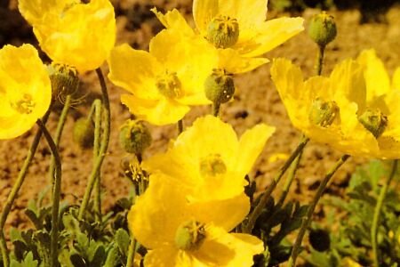 Papaver miyabeanum 'Pacino'