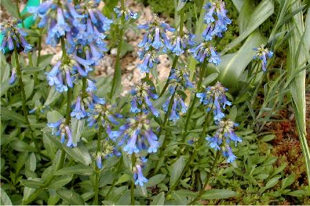 Penstemon pulchellum