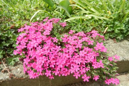 Phlox douglasii 'Stierblut'