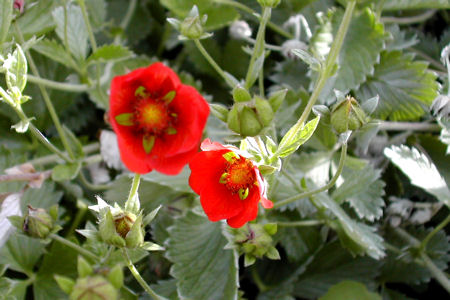 Tradescantia x andersoniana 'Eva'