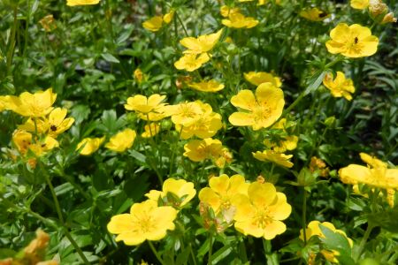 Potentilla pyrenaica