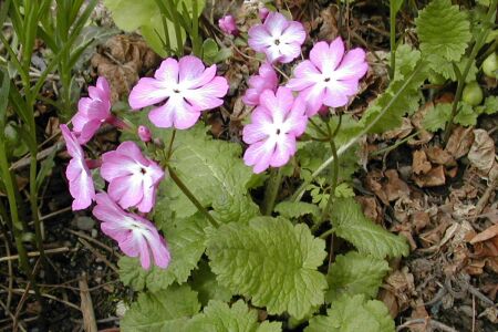 Primula sieboldii