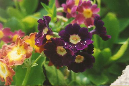 Primula x pubescens