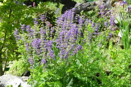 Salvia pratensis 'Summer Nights'