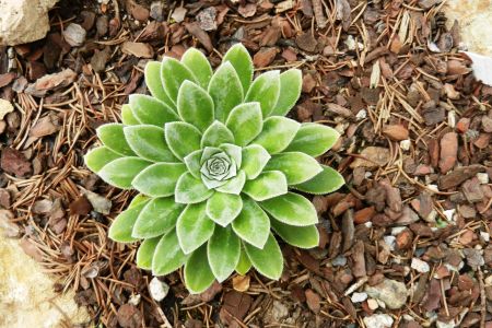 Sax (eu) cotyledon 'Pyramidalis'