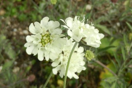 Scabiosa colchica