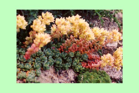 Stachys monnieri 'Zwerg'