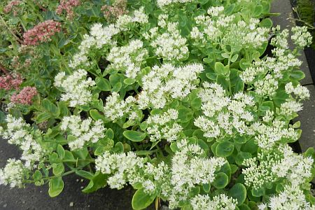 Sedum spectabile 'Star Dust'