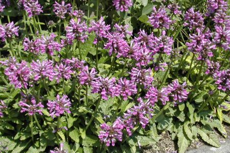 Stachys monnieri 'Zwerg'