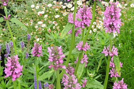 Stachys monnieri 'Hummelo'