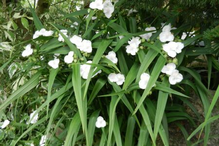 Tradescantia x andersoniana 'Eva'
