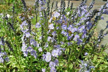 Veronica gentianoides 'Maihimmel'